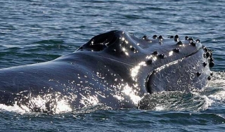Observacion de ballenas